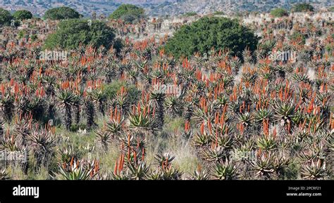 Aloe Ferox Blooming In The Eastern Cape Of South Africa Stock Photo Alamy