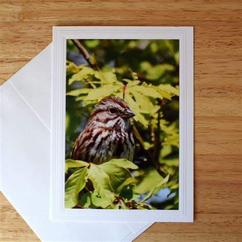 song sparrow blank note card 5x7 greeting card all occasion etsy