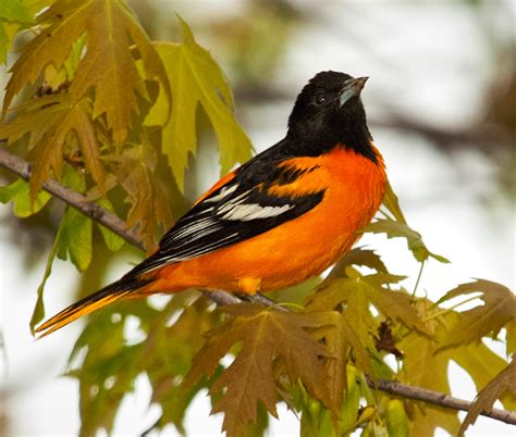 Baltimore Orioles The Pursuit For The Best Bird Photography