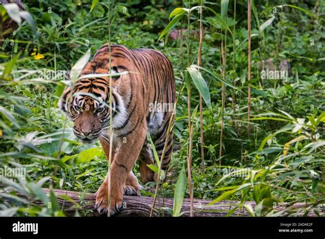 Sumatran Tiger Panthera Tigris Sondaica Hunting In Tropical Forest