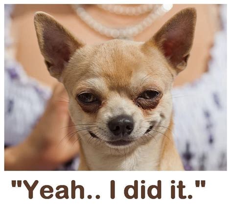 Funny Chihuahua Meme Face Pets Lovers