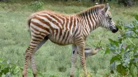 Rare Luminescent Zebra Spotted In Kenya