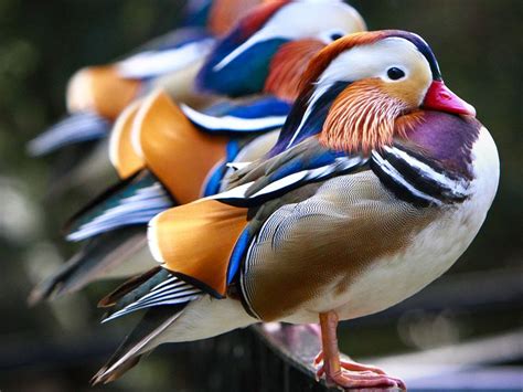 Most Beautiful Birds On The Planet Pretend Magazine
