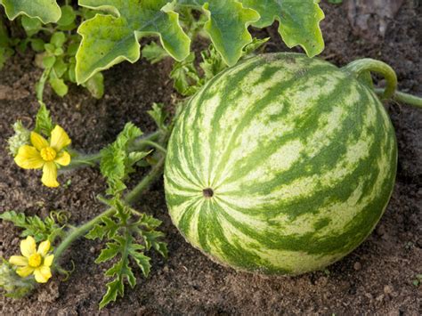 In einem großen pflanzgefäß genießen wassermelonen die wärme auf balkon und terrasse. Wassermelone - Sorten, pflanzen, pflegen | Gartentipps