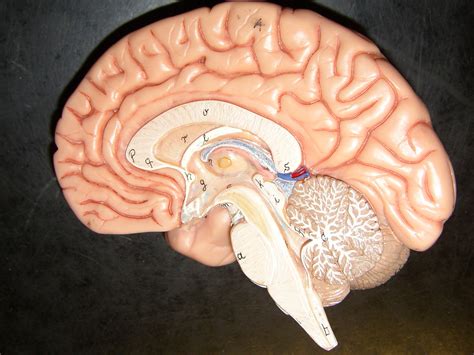 Brain Model Unlabeled Olympus Digital Camera Flickr