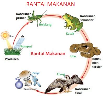 Lantas apa sih sebenarnya rantai makanan itu ?? Pengertian Dan Jenis Rantai Makanan Beserta Contohnya Terlengkap - http://www.gurupendidikan.com ...