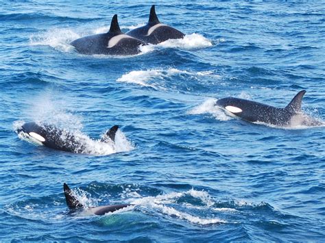 Reykjavík Classic Whale Watching — Whale Safari Iceland