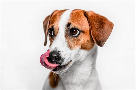 Why Do Dogs Lick Their Lips Depend On Dogs