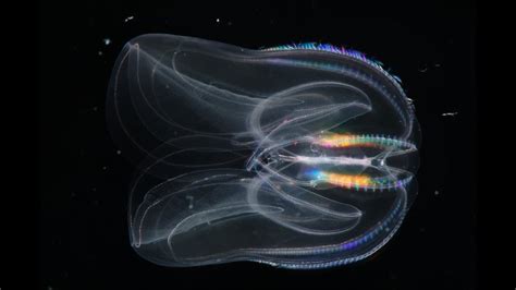 Facts The Warty Comb Jelly Sea Walnut Youtube