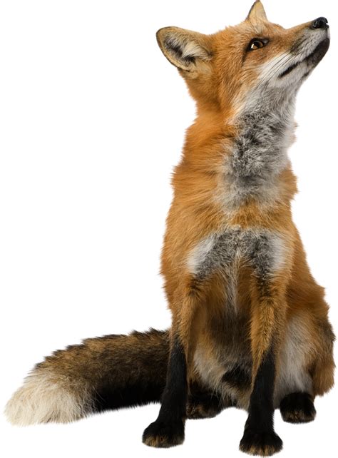 Transparent background remover tool will remove the selected color on image instantly with 5% fuzz. Fox Wallpaper - Fox PNG png download - 944*1280 - Free ...
