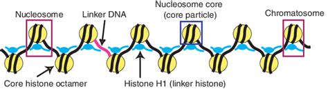 schematic representation of chromatin the core histone octamers are download scientific