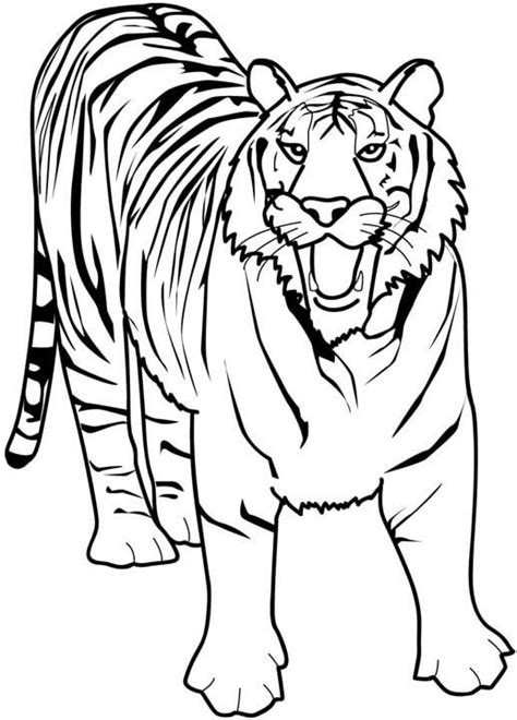 Gran Tigre Para Colorear Imprimir E Dibujar ColoringOnly Com
