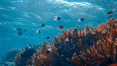 Download Wallpaper 2560x1440 Underwater World Ocean Fish Corals Algae Widescreen 169 Hd