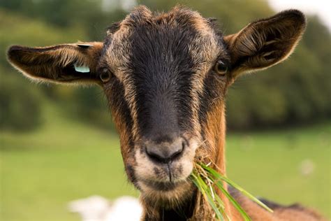 Portrait Of A Brown Goat Copyright Free Photo By M Vorel Libreshot