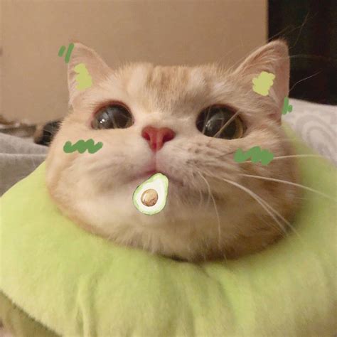 101 Ảnh Meme Mèo Cute Hài Hước Bựa Bá Đạo Hạt Gạo