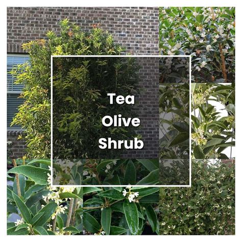 How To Grow Tea Olive Shrub Plant Care And Tips Norwichgardener