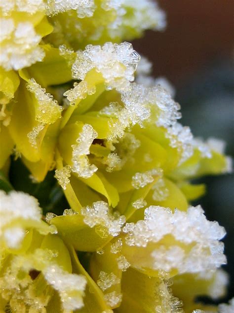 Urban Pollinators Frozen Beauties Flowers In Winter