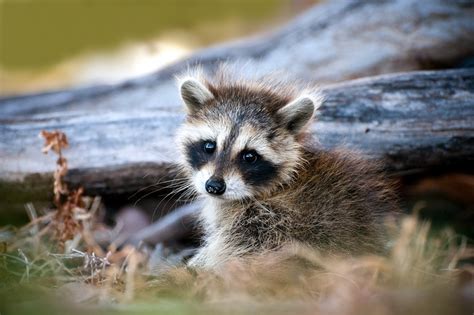 9 Things To Know About Raccoon Baby Season In 2021