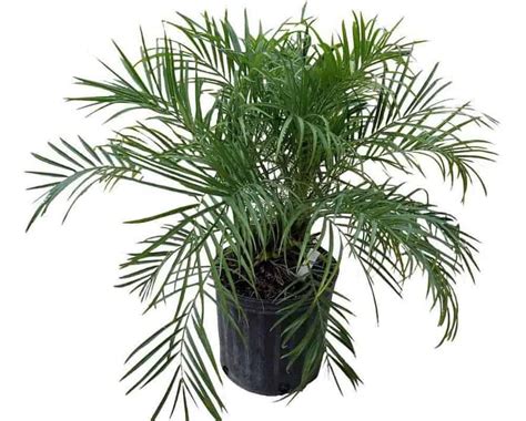 Indoor Palm Plants 15 Best Types Indoor Gardening