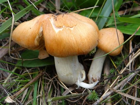 Hygrophorus nemoreus - identifier-les-champignons.com