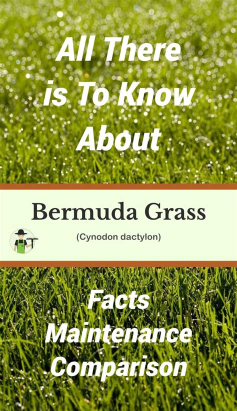 Bermuda Grass Facts Maintenance And Comparison Progardentips Bermuda