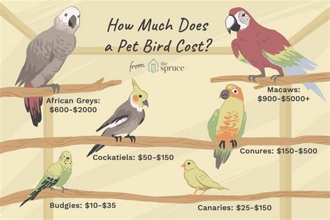 Maybe you would like to learn more about one of these? How Much Does It Cost to Buy and Care for a Pet Bird?