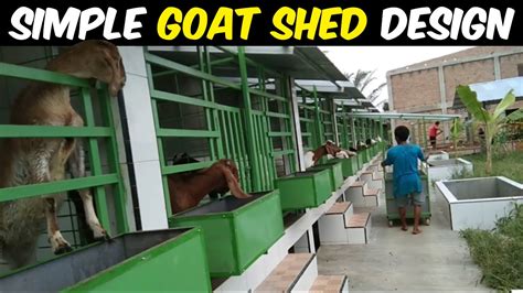 Simple Goat Shed Design Goat Farming YouTube