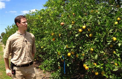 Saving Florida Orange Juice The Search For A Cure For Citrus Greening