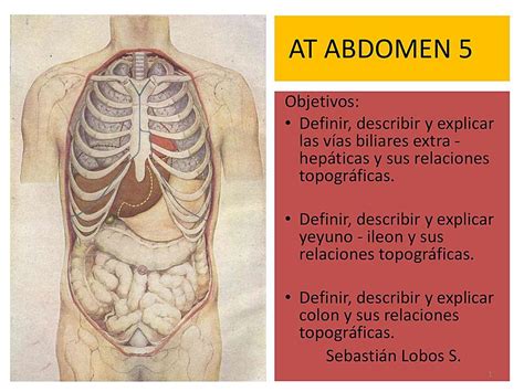 Anatomia De Abdomen 5 Abdomen Anatomía Del Abdomen Udocz