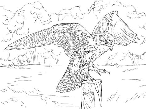 Falcon Coloring Pages To Download And Print For Free