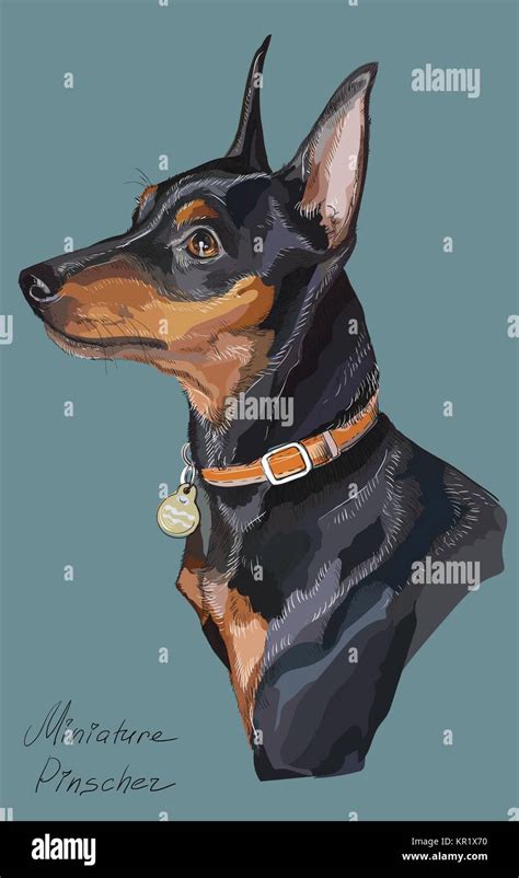 Miniature Pinscher Vector Hand Drawing Illustration In Different Color On Turquoise Background