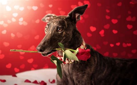 Valentines Day Dog Wallpaper 59 Images