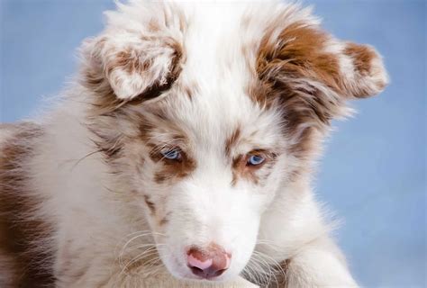 Border Collie Colors The Real Ones As Per AKC PawLeaks