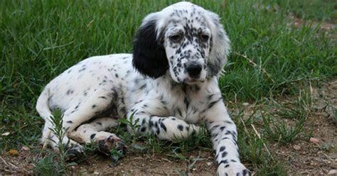 It is impossible to narrow down the possibilities without a physical examination. What Does It Mean When Dog Vomit is Green? | eHow UK