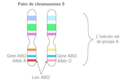 Les Supports De Linformation Génétique 3e Cours Svt Kartable