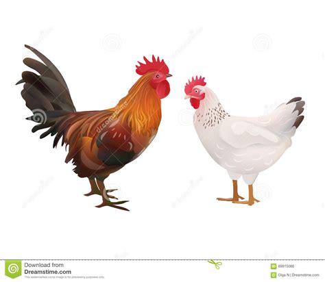 Realistic Rooster And Hen Picture. Vector Illustration Or Icon Stock