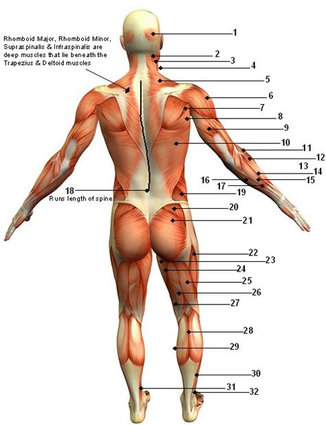 Back » skeleton labeled front and back and muscles naming skeletal muscles anatomy and physiology categories: Muscular System Diagram Posterior (Back) View | Jen Reviews