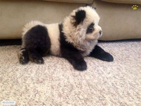 Panda Chow Puppy
