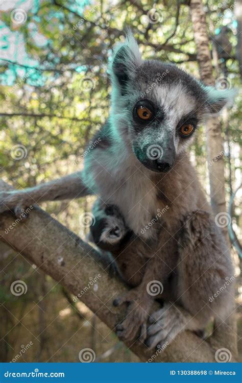 Ring Tailed Lemur Kata Close Up Ring Tailed Lemur Baby And Mother