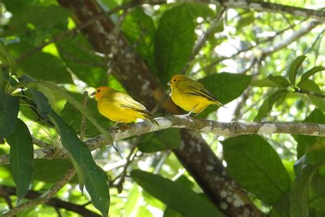 We did not find results for: Canarios Criollos posando en un árbol, en El Portal ...
