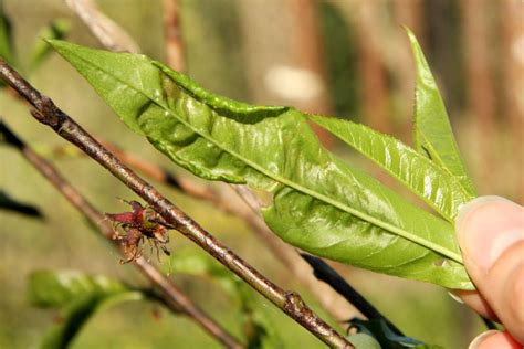 How To Treat Leaf Curl On Fruit Trees Fruit Trees