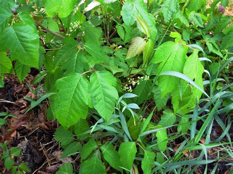 Free Picture Poison Ivy Flowers Toxicodendron Radicans