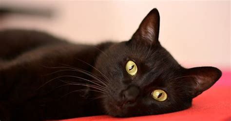 13 Reasons Why Black Cats Are Amazingly Purrfect Cats Cute Cats