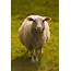 Sheep Vaccine Study – Aluminum Adjuvants Alter Their Behavior RETRACTED