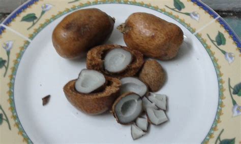 Buah zuriat atau buah zuriat arab mempunyai nilai gizi yang sangat bagus, inilah yang sekian penjelasan dari kami mengenai cara makan buah zuriat mekah, diharapkan berguna pada anda. Muslimah's Secret Official Blog: Khasiat dan kelebihan ...