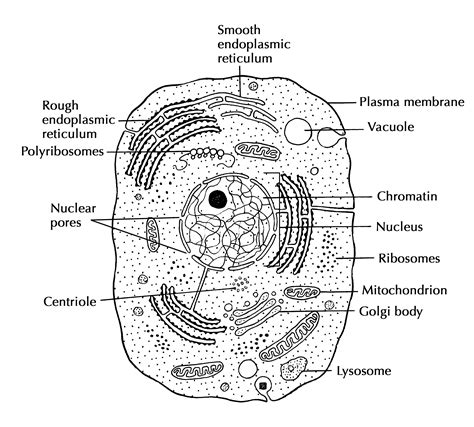 Animal Cell Diagram Sketch Simple Functions And Diagram