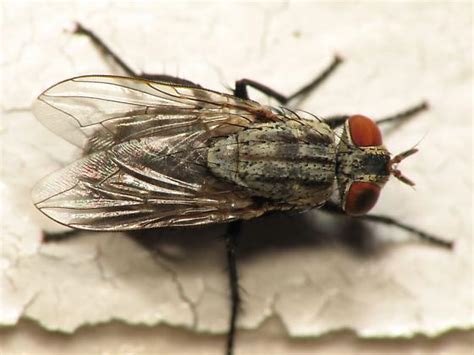 Common House Fly Bugguidenet