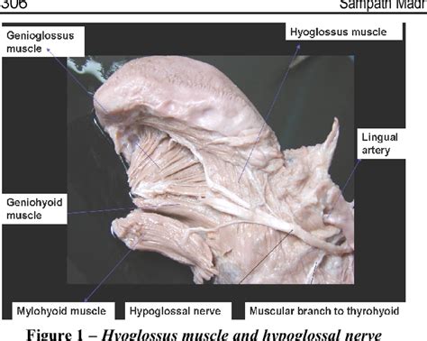 Dual Innervations Of Mylohyoid Muscle A Case Report Semantic Scholar