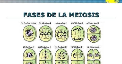 Biologia Fases De La Miosis