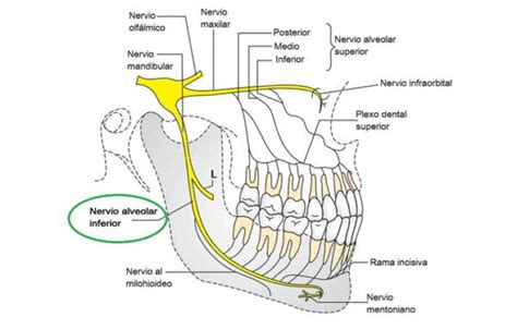 Nervio Alveolar Inferior Origen Ramas Curso Inervación